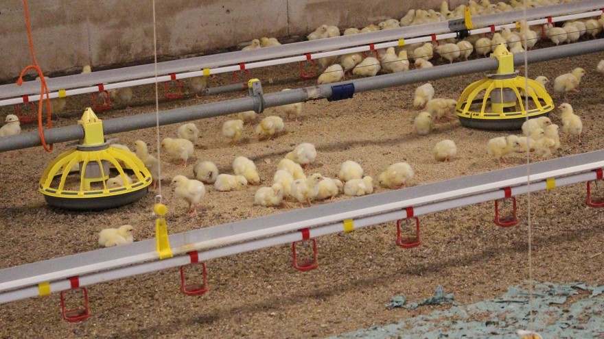 Wasserversorgung Geflügel Leitungen