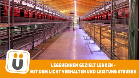 Beleuchtung Henne Stall