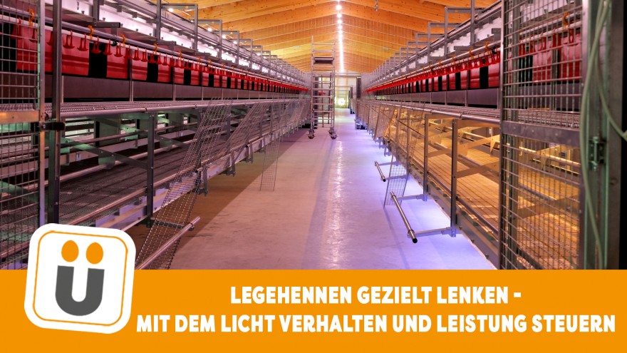 Beleuchtung Henne Stall
