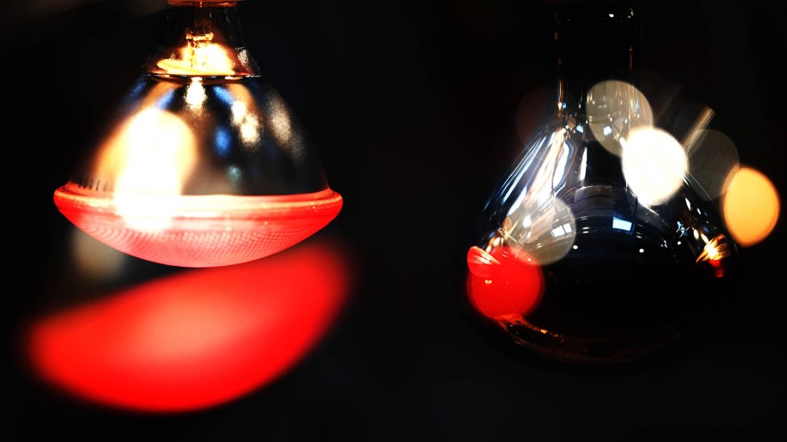 Bilde Spotlight Geflügel