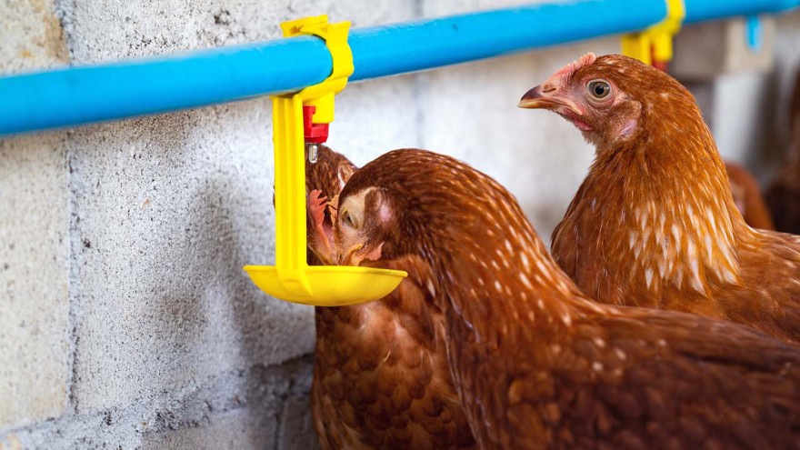Tränkesystem Henne Wasserversorgung