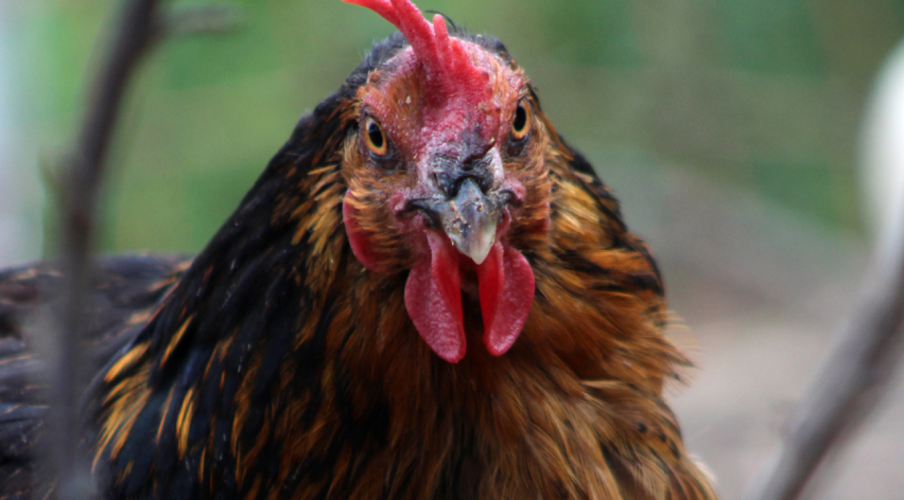 Rhodeländer Huhn | Infos & Steckbrief