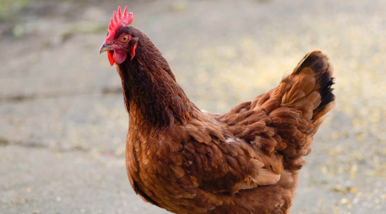 Rhodeländer Huhn braun