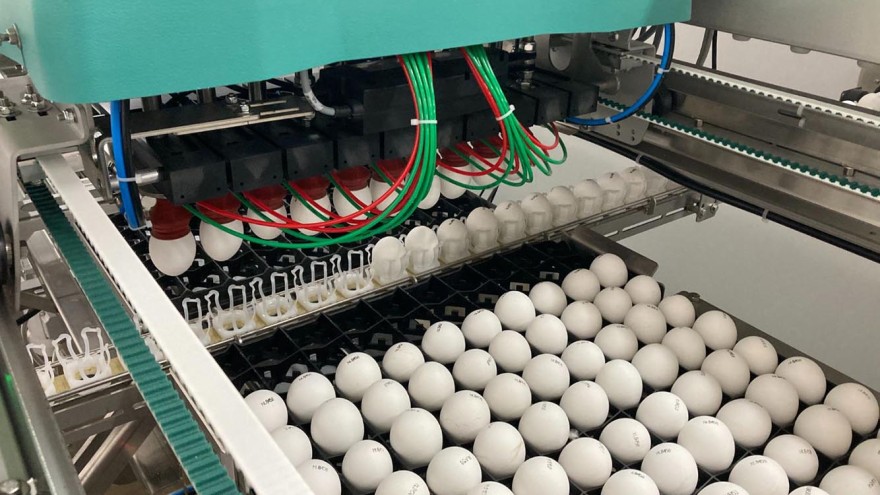 Eier ohne Kükentöten aus den Niederlanden