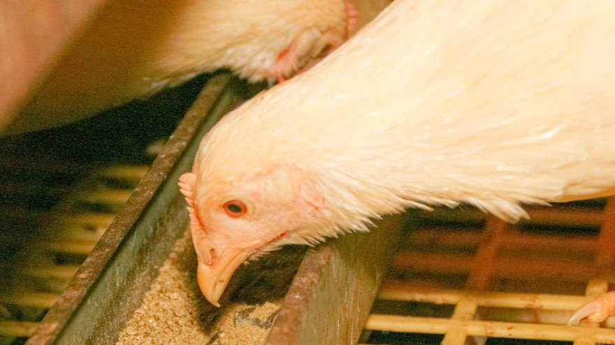 Huhn futtert
