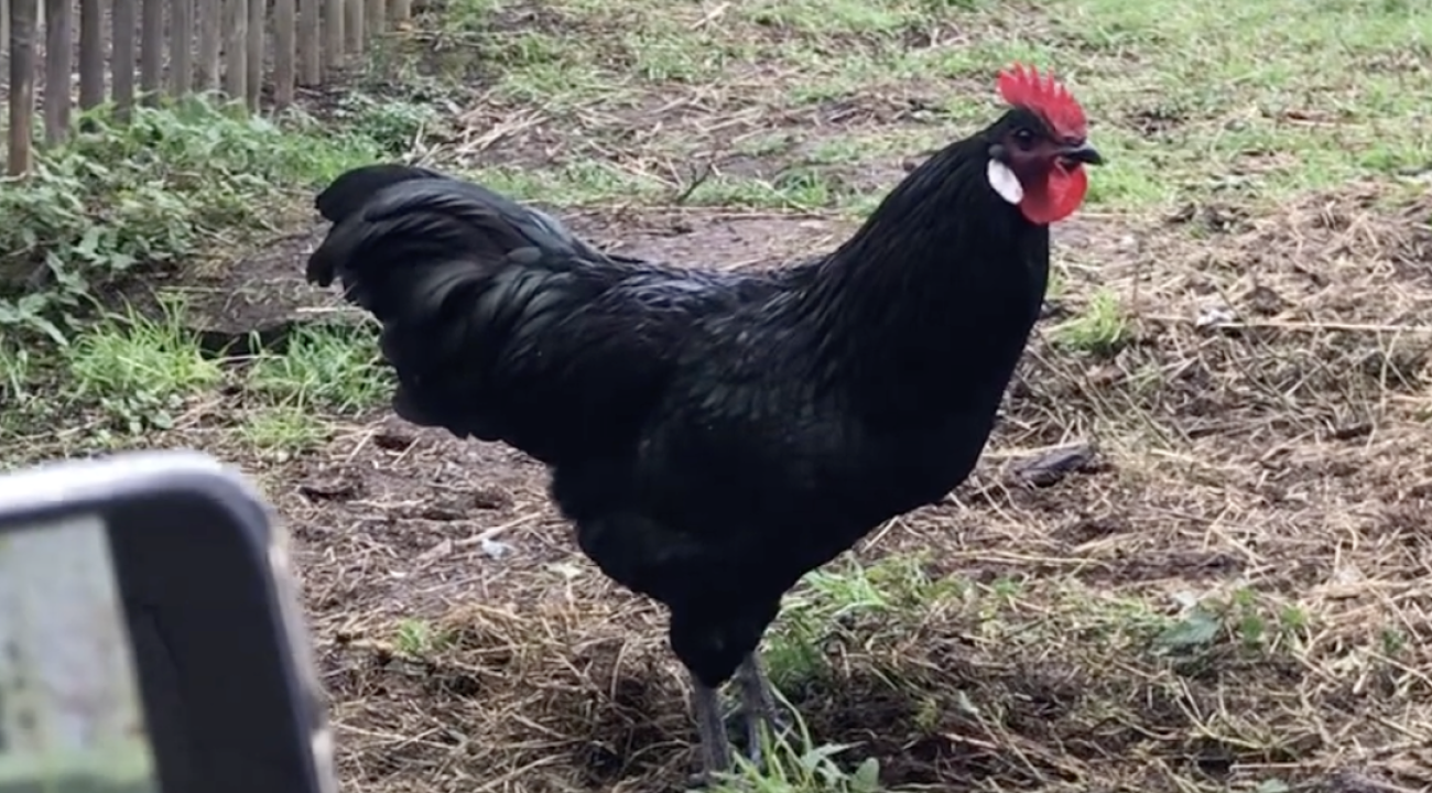 Das Sachsenhuhn | Infos & Steckbrief