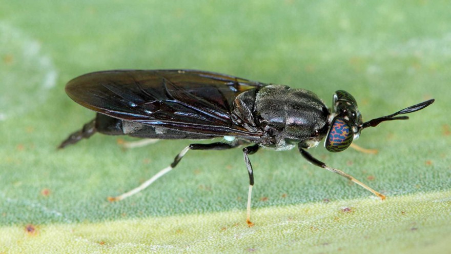 Schwarze Soldatenfliege