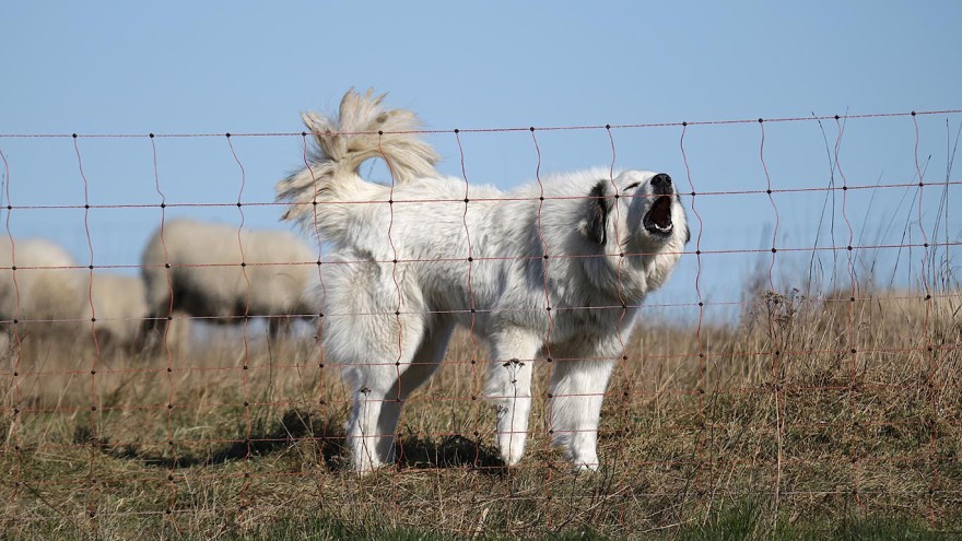 Herdenschutzhund