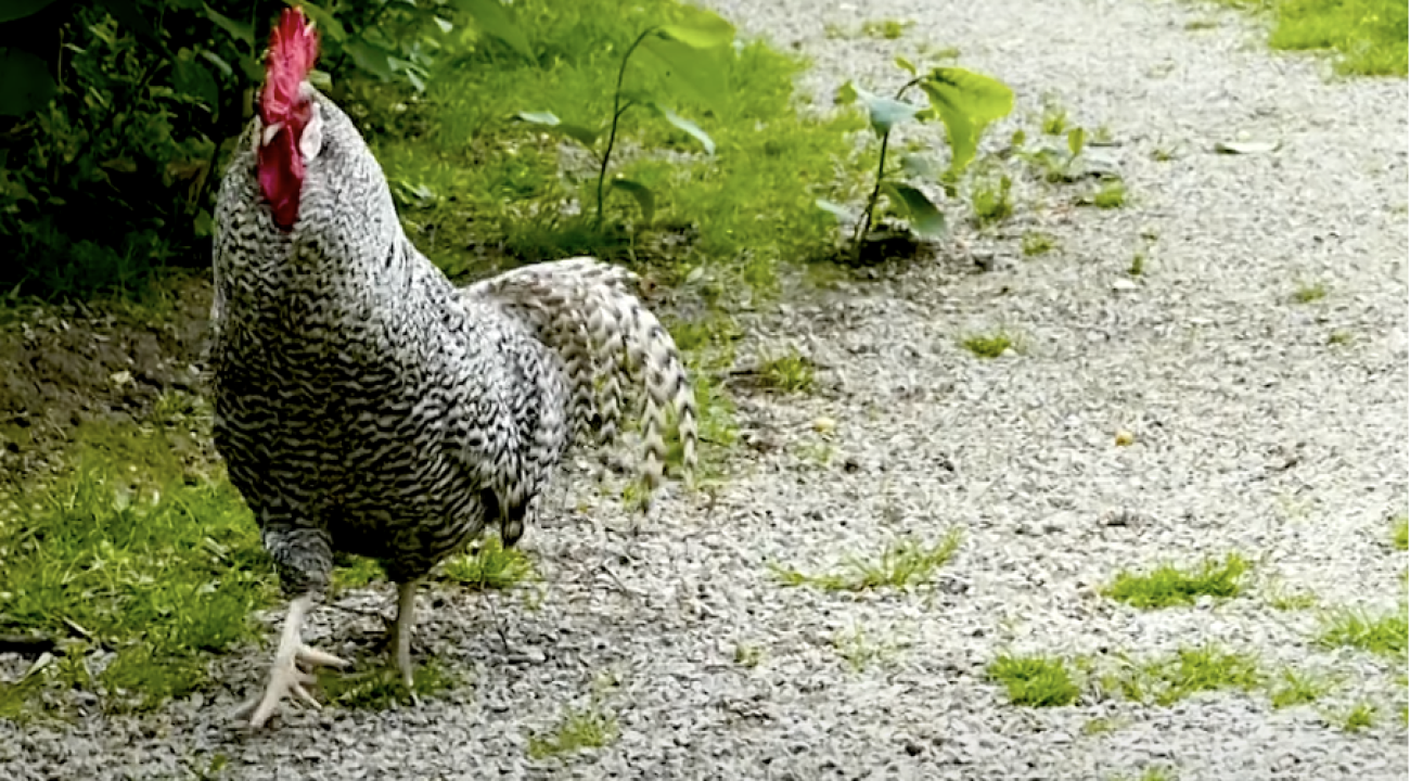 Sperber Huhn auf der Wiese im Garten