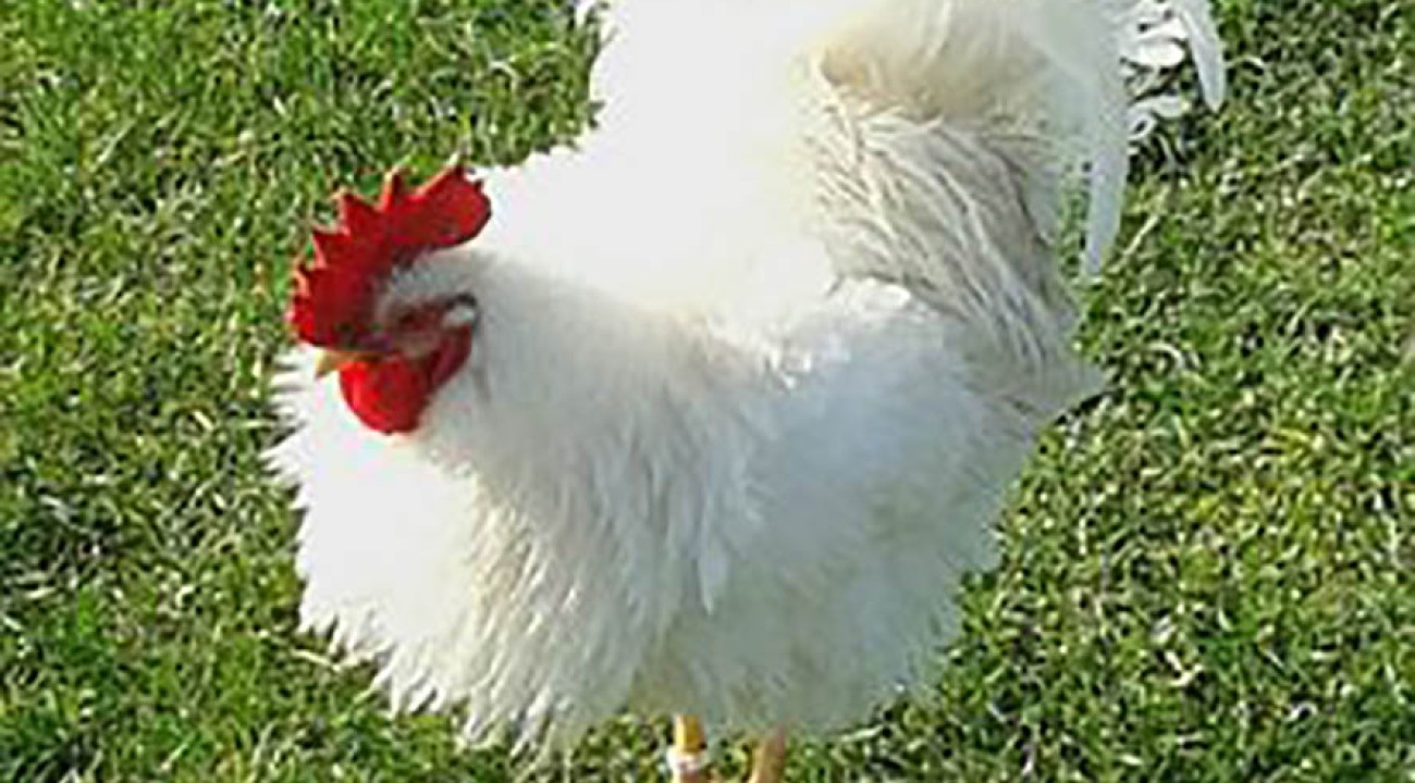 Strupphuhn mit weissen Federn