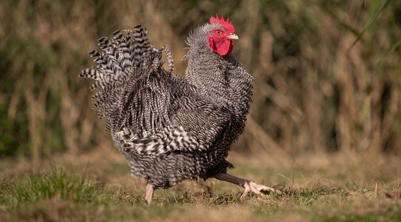 Das Strupphuhn | Infos & Steckbrief