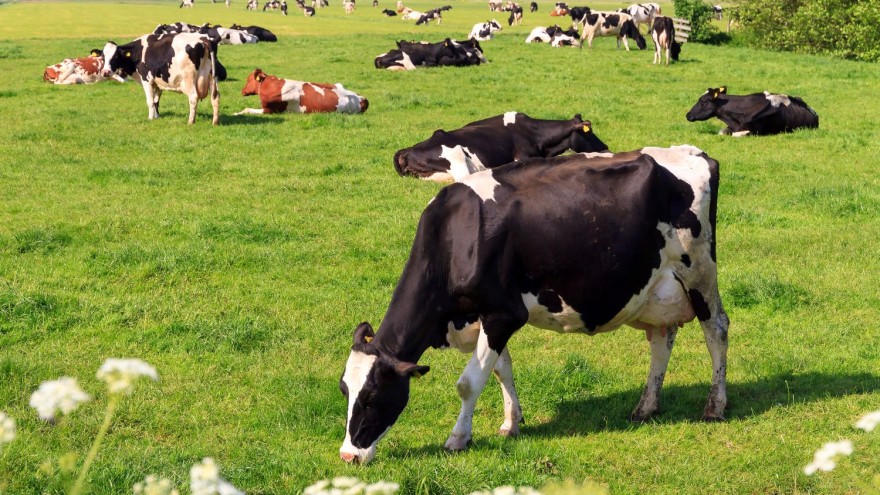 Milchkühe Niederlande