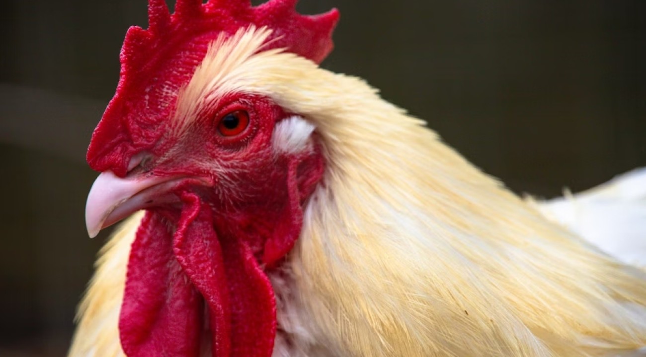 Sussex Huhn mit roten Kehllappen