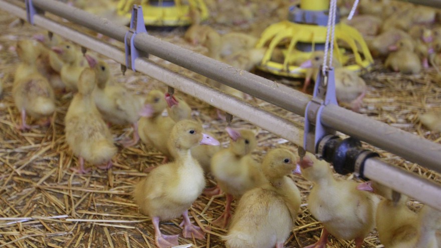 Enten im Stall