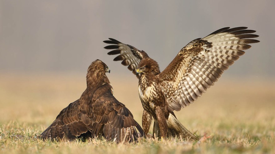 Bussard