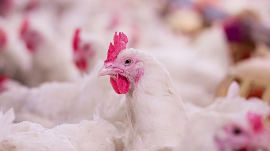 Vogelgrippe Übertragung