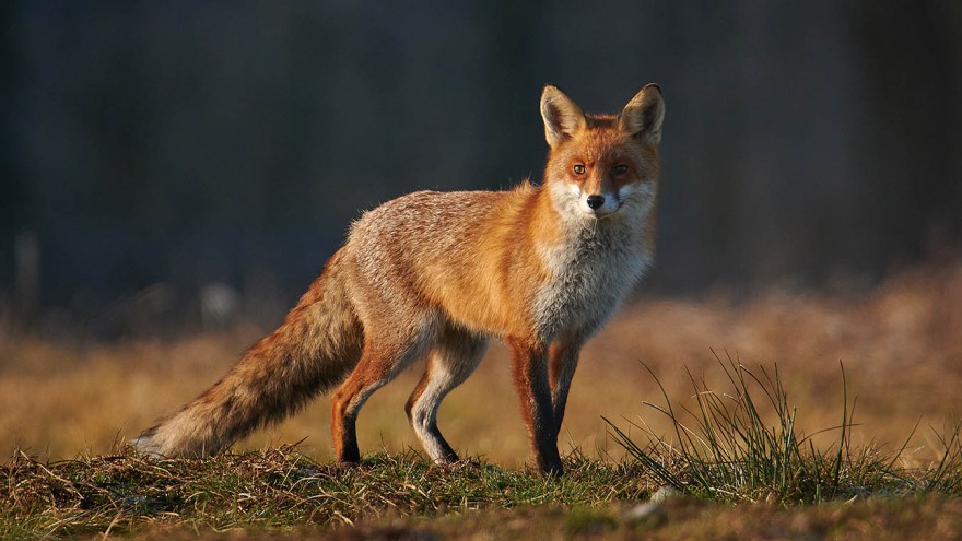 fuchs