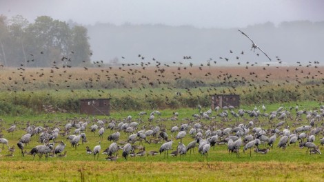 Wildvögel