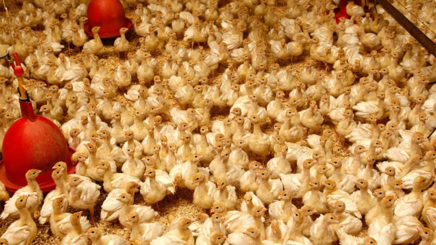 Putenküken