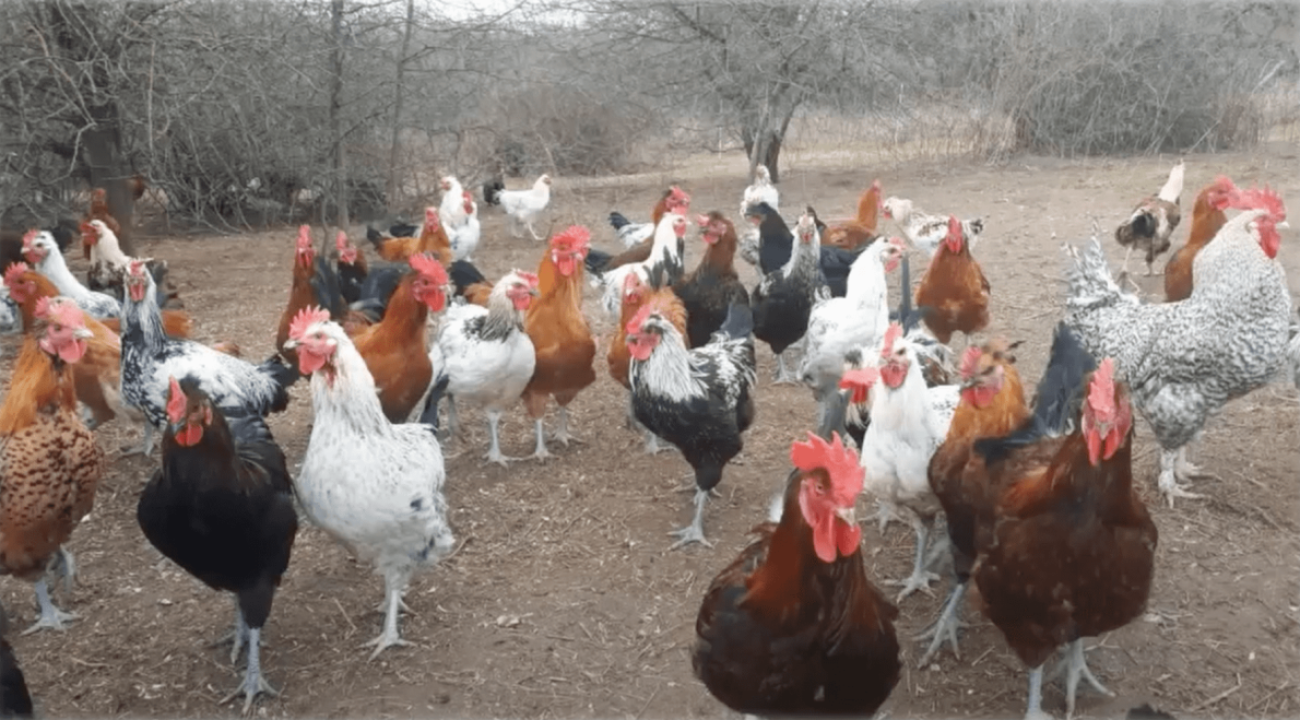 Triesdorfer Landhuhn | Infos & Steckbrief