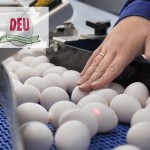Eiersortierung