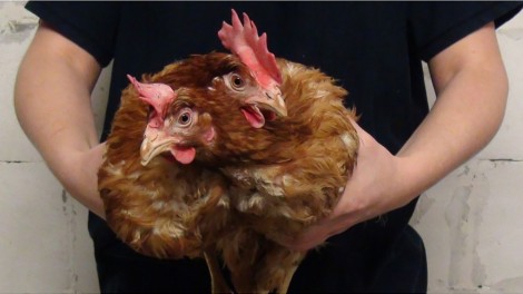 Fangen Hühner
