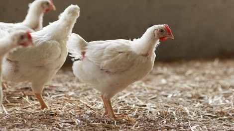 Masthähnchen