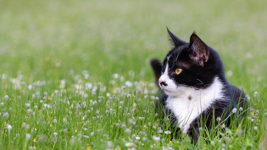 Freigänger Katze