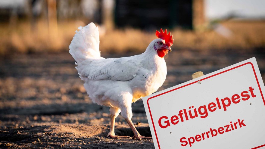 Vogelgrippe Schleswig Holstein