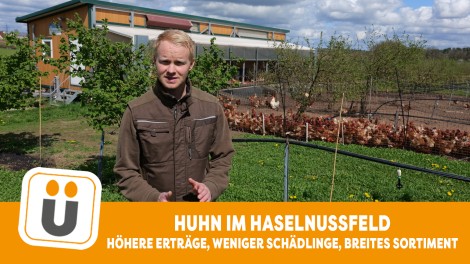 Haselnuss