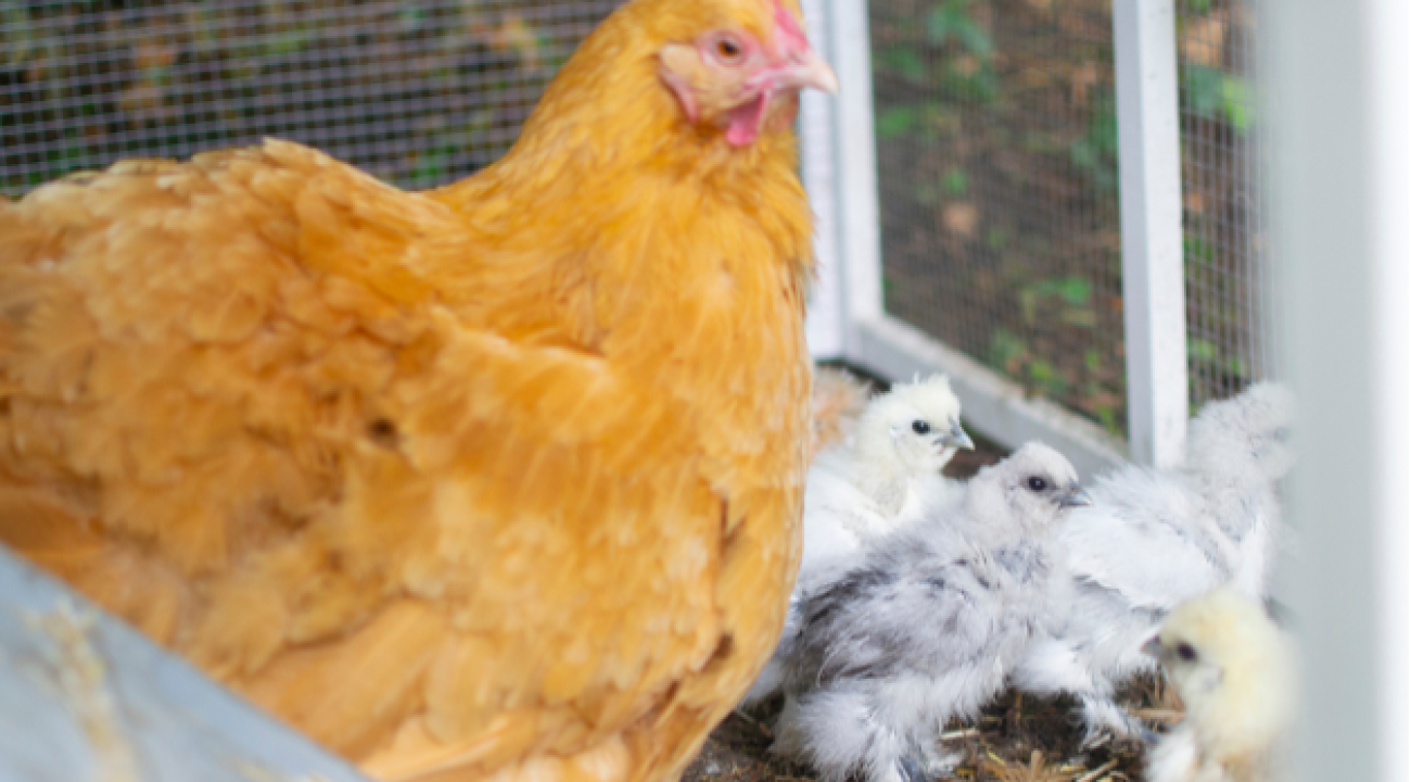 Was kostet ein Huhn? | Preise von Legehühnern im Überblick
