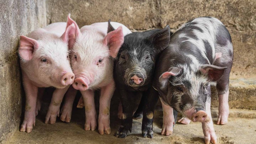 Schweine-Vogelgrippe