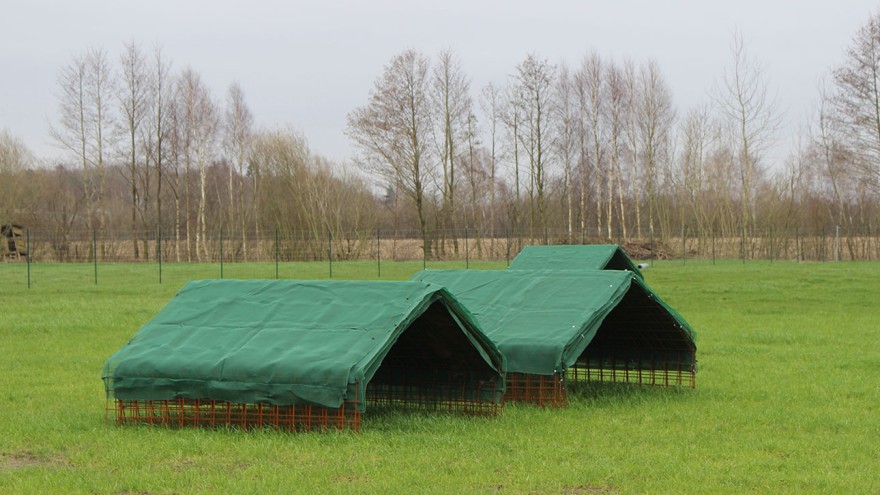 Vogelgrippe Emsbüren