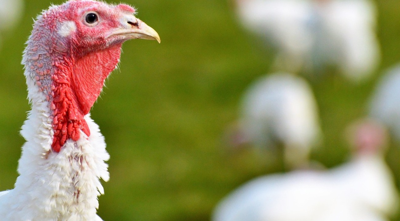 Weißes Huhn im Grünen