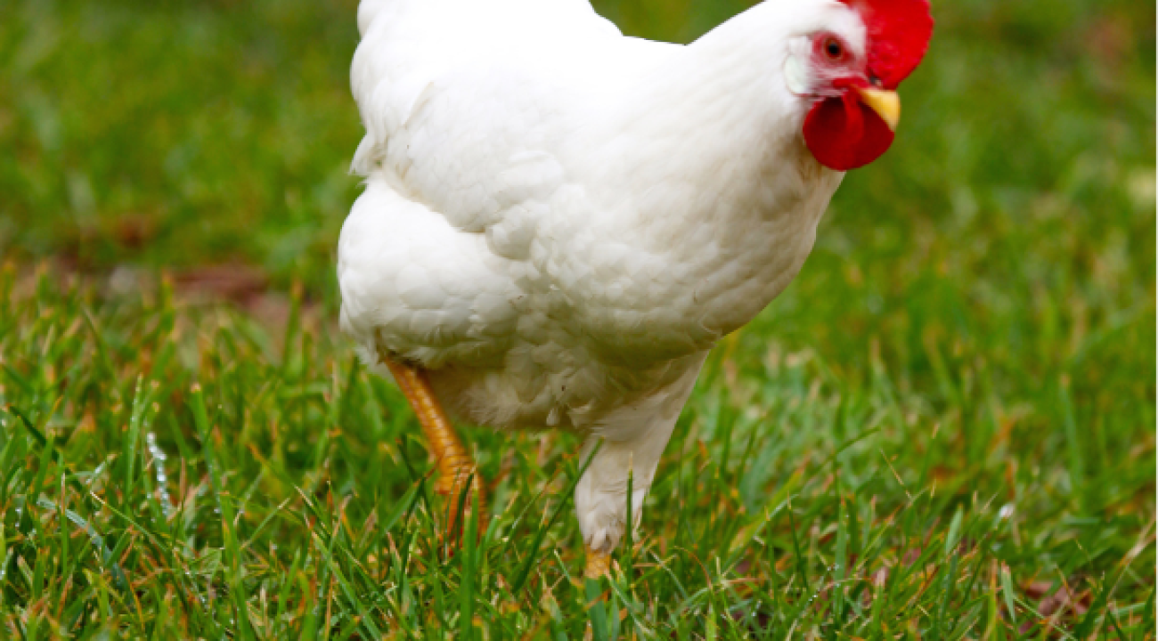 Weißes Leghorn Huhn auf einer Wiese