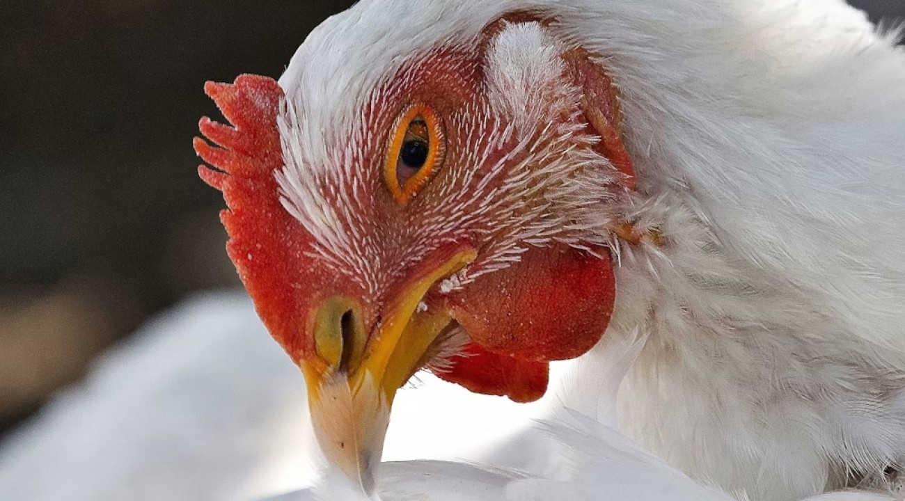 Weißes Sussex Huhn