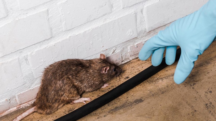 Ratten und Hand