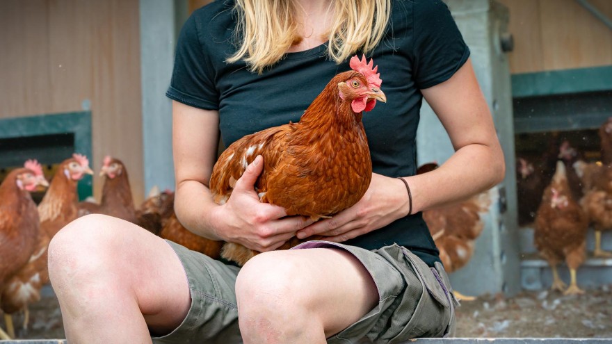 Antibiotika Alternativen Umfrage