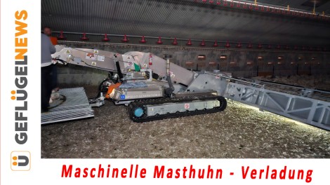 Masthuhn-Verladung