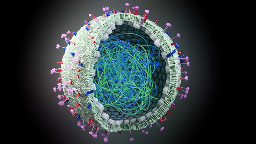 H5N1 Virus