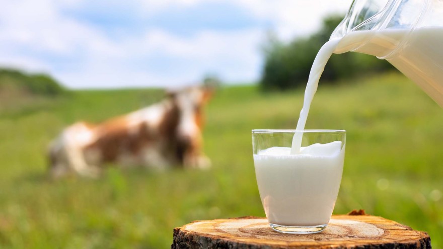 Kuhmilch Glas Milch