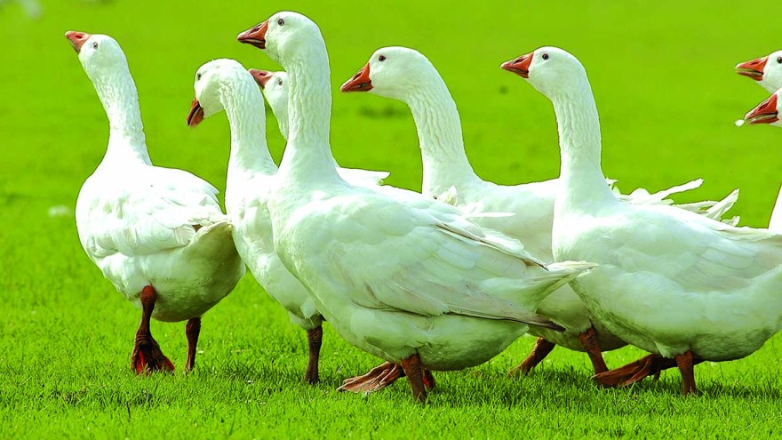 Gänse auf einer Wiese