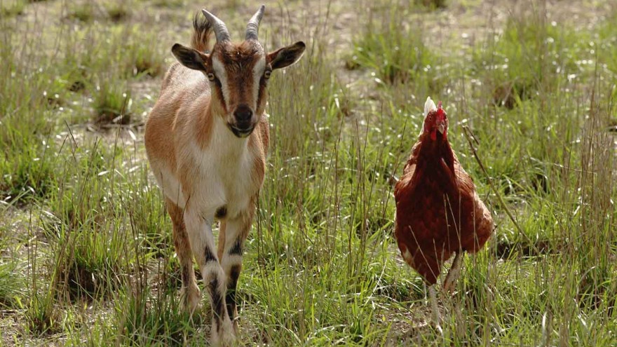 Legehenne und Ziege