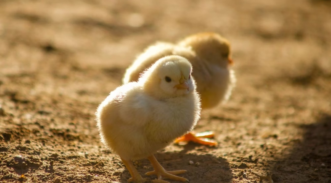 Zwei geschlüpfte Küken