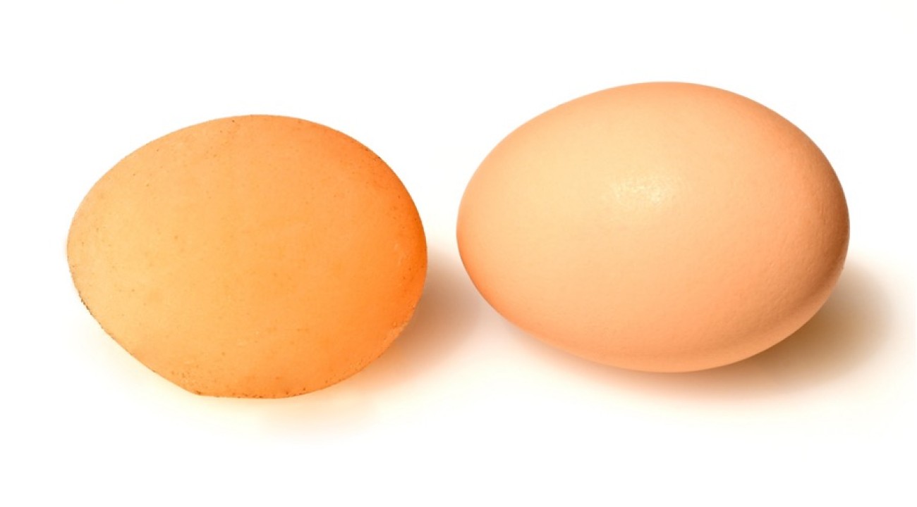 Vergleich Windei und normales Ei beim Huhn