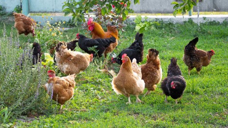 Newcastle Disease
