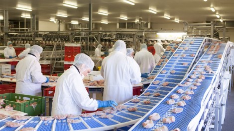 Schlachterei Geflügel Plukon Nachhaltigkeit